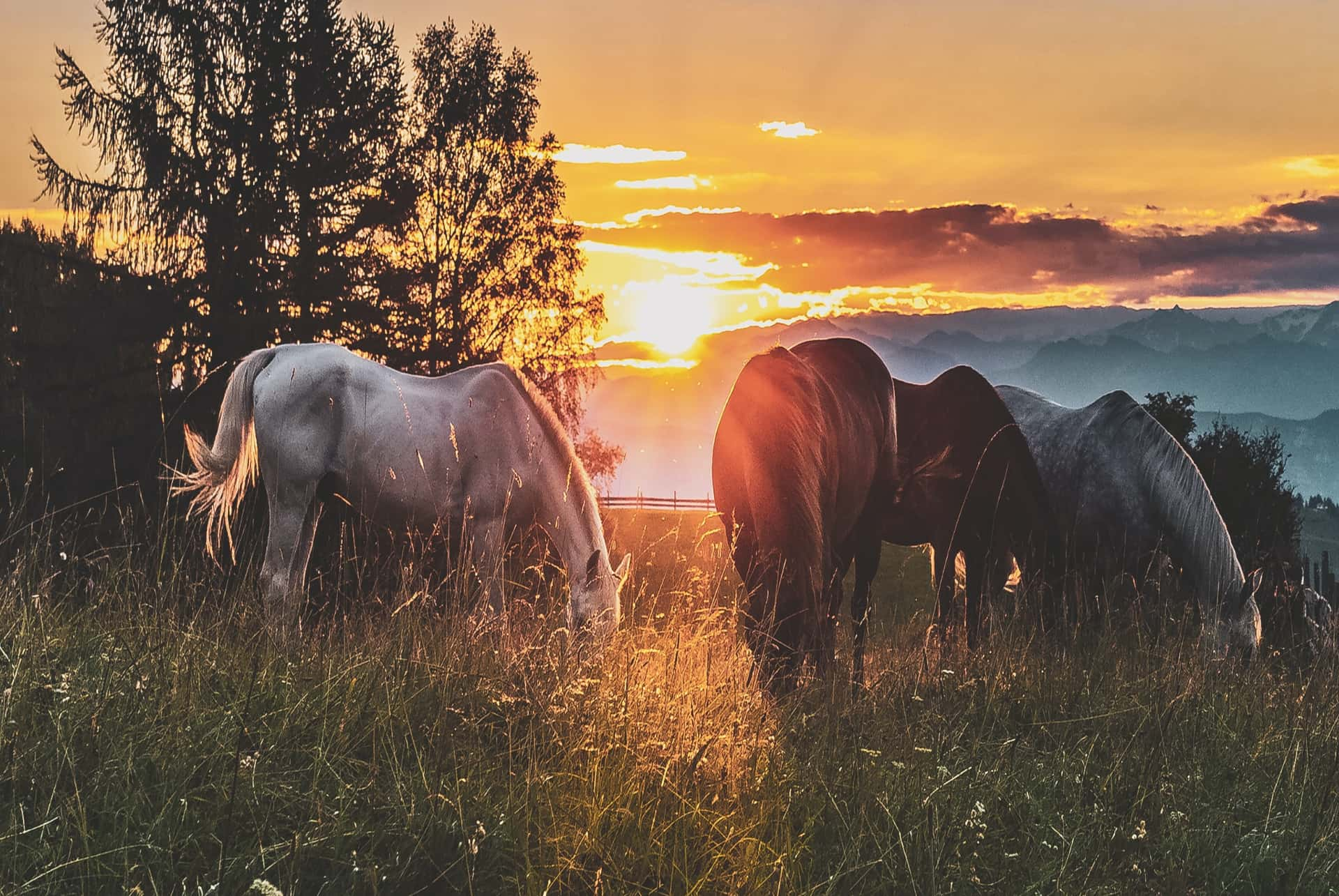 Take Care of your Steed